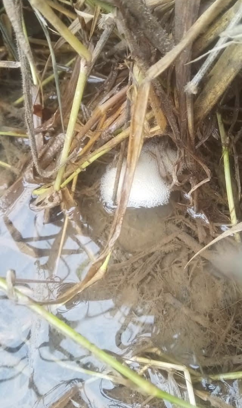 ベタの繁殖入門ガイド｜産卵から稚魚育成まで徹底解説
