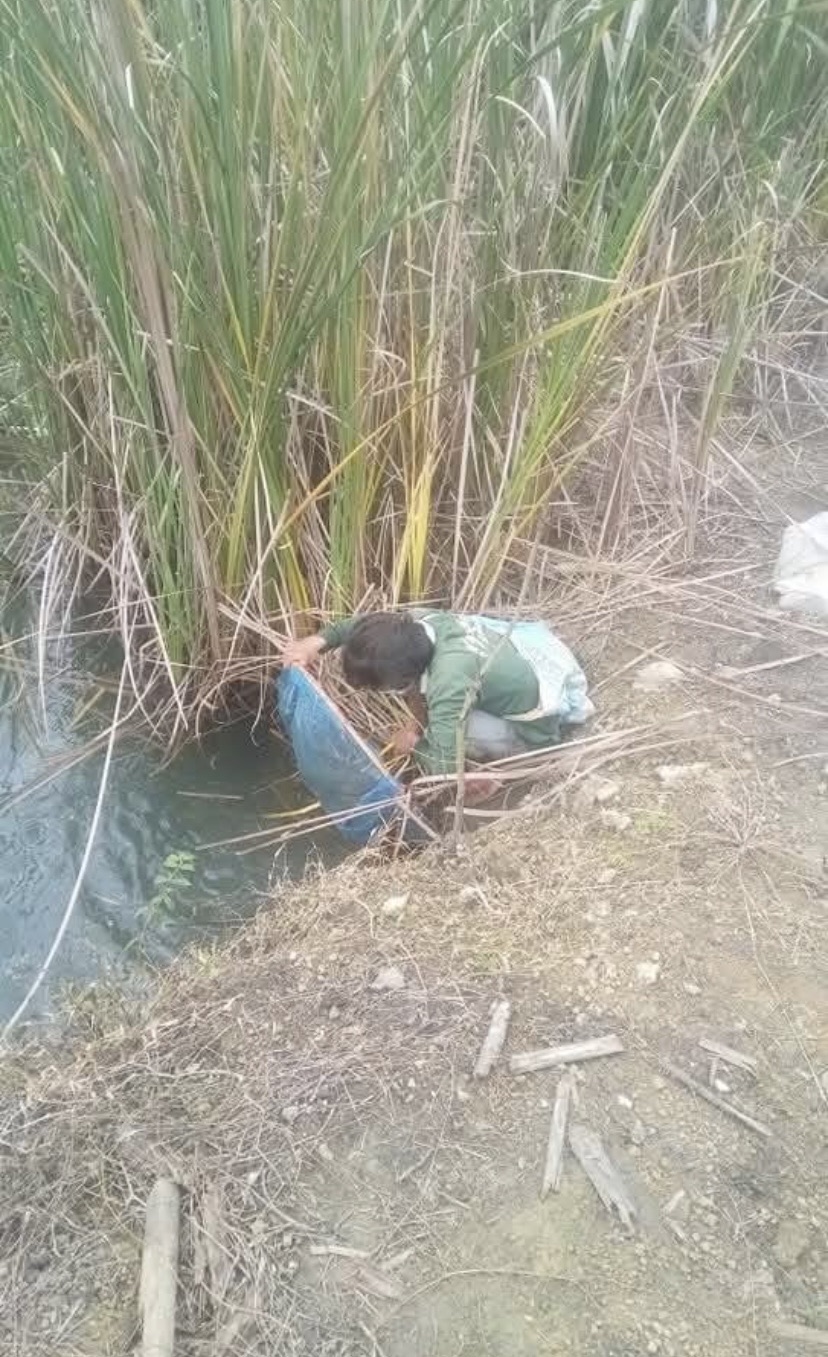 草地を探す採取者