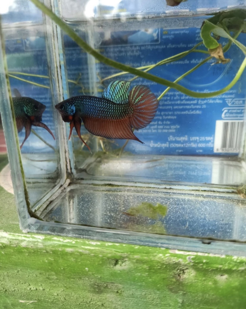 タイの現地容器で管理されるスマラグディナ
